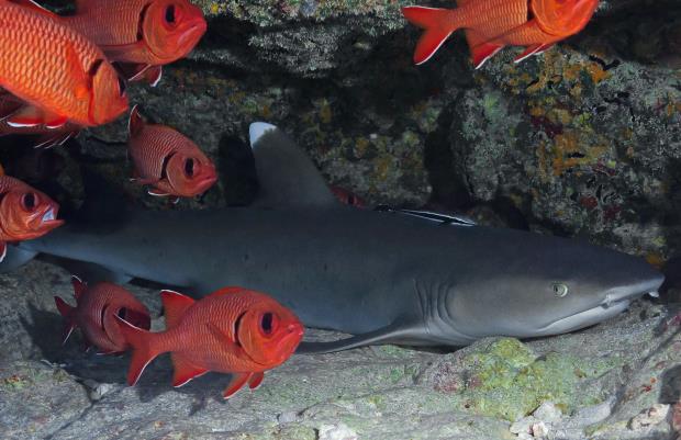 Pinecone soldierfish (Myripristis murdjan)